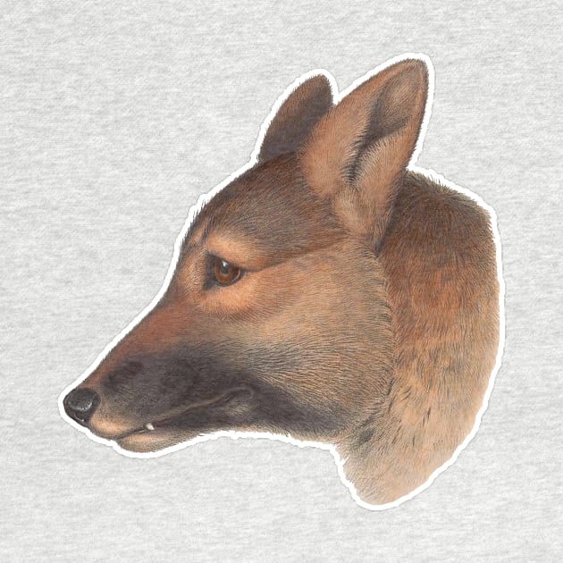 Canis dingo Australian wildlife canine by Captain-Jackson